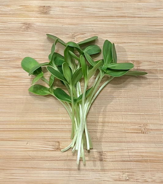 Sunflower Shoots 4oz